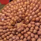 عصفور الشمال