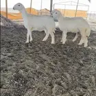 رخال مقنوي و مشروع فحل صنف