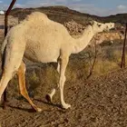 بكره حقه شراكة