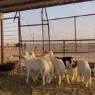 9حريات تحتها 9