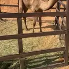 حاشين فل شحم بري مفرود