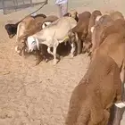 سواكن حمريات حد 790 واصله ((تم البيع))