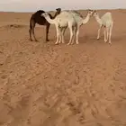 حشو للبيع طيبات و بريات