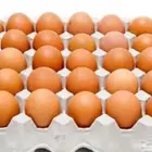 طبق بيض براهما