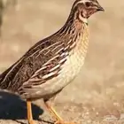 فري..سمان مهاجر للبيع