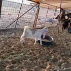 تيس للبيع