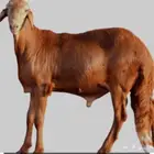 توريد خرفان سواكني