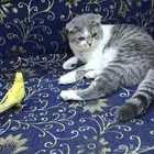 قطط