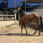 مهر عربي عمره سنتين الي يبي يستفسر يرسل لي على الواتس