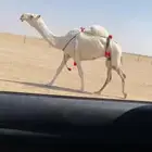 ضرايب كفو معزول عيالها