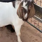 للبيع تيس بورقت اصل بيور