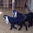 تيسين عوارض معرفات