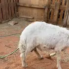 خروف حري العمر 5-6 شهور الموقع واشله