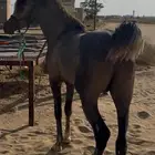 خيل