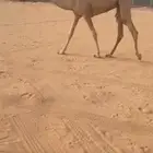 بكرة كفو دبيانية