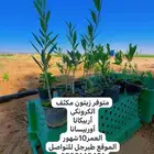 شتل زيتون شتلات