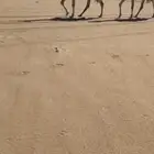 لقحات باتليات كفو