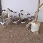 وز عرقي عدد 8