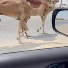 قلايص طيبه