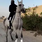 فرس شعبيه لقاح 8 شهور فاخره