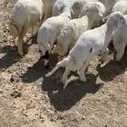 رخال وخرفان كفو ذبايح ثلاجه