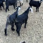 جفرات فواخر