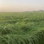 ذره جيزانيه ناعمه ورق اول قطف ومشرعه ومهرمه