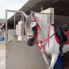 خيل جمال وركوب