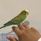 جوز بادجي هولندي للبيع لاعلى سعر