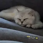 قطو للبيع سكوتش