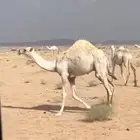 للبيع قعود قصب