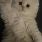 قطط شيرازيه صغيره للبيع