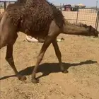 حشوان للمناسبات والزواجات