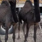 قعدان