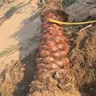 يوجدلديناجميع انواع انخيل للبيع