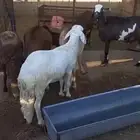 ذبايح للبيع المدينه المنوره