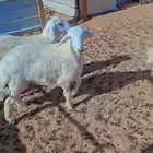 نعيم وحري