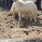 طليان جبر تم البيع