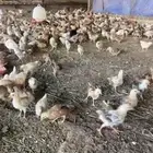 صوص 6 ريال محصنه اقل كميه 200 حبه