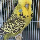 ذكر بادجي( طير حب ) انجليزي