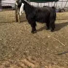 فحل عارضي صنفف