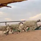 3 ضان للبيع