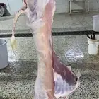 توفير ذبايح مع خدمه الذبح و التوصيل