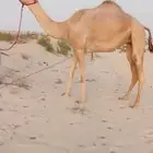 بكر ثنيه متلي