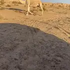 لقحه ملاقي ومنيحه شرط