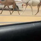عشرا عليانيه