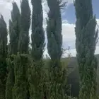 نخل واشنطن عربي واشجار