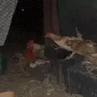 دجاج بياض