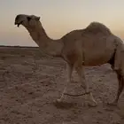 قعود فحل رباع