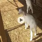 دواغير للبيع